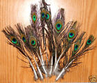 10 Peacock Feathers w Small  Eyes 4-10