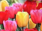 Darwin Hybrid Tulip Bulbs | Pre-chilled | Large Stunning Blooms on Tall Stems
