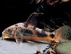(5 Pack) Corydoras Paleatus - Pepper Cory Long Fin Catfish - Live Fish