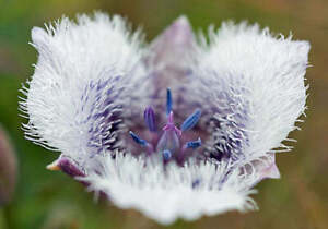 Calochortus tolmiei | Tolmie's Star Tulip | White Pussy Ears | 5 Seeds