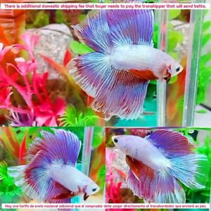 Pink Purple Double Tail Halfmoon Male - IMPORT LIVE BETTA FISH FROM THAILAND