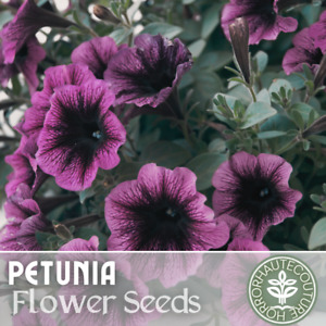 1000+ Indigo Twilight Petunia Seeds US SELLER Perennial Flowers Seed Annual Bulk