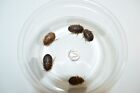 Reptile Feeder Bugs: 50 - 200 Large Dubia Roaches w/ Free Shipping