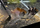 Superveil and Veiltail mix - Koi / Marble Angelfish Cross - +/- Nickel Size