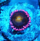New ListingBloody Mary Paly Zoanthids Paly Zoa SPS LPS Corals, WYSIWYG