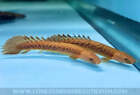 Teugelsi Bichir / Polypterus teugelsi - Live Freshwater Fish