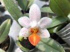 [BEST SELLER] Phalaenopsis Mini Mark 'Holm', Creamy White Flower with Purple Spo
