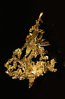 Museum Specimen Eagle's Nest “Christmas Tree” Crystallized Gold Nugget