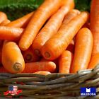 1000+ Carrot Seeds - Tendersweet Non-GMO Heirloom Vegetable Garden BOGO 50% OFF