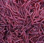 50X Soft Red Earthworm Fishing Bait Worm Lures Crankbaits Hooks Tackle Baits US