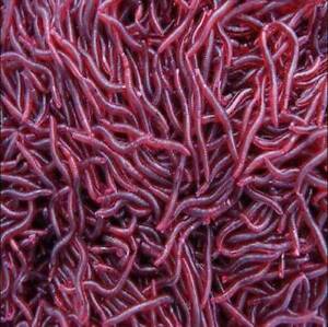 50X Soft Red Earthworm Fishing Bait Worm Lures Crankbaits Hooks Tackle Baits US