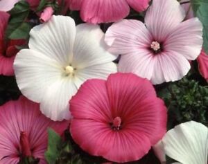 ROSE MALLOW SEEDS MIXED PINK/WHITE 25 FRESH SEEDS FREE SHIPPING TREE MALLOW
