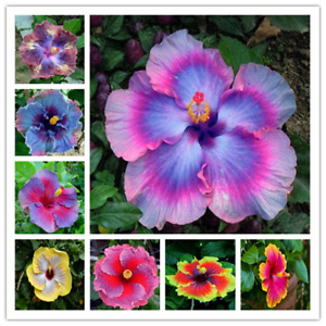 25pc HIBISCUS SEEDS Garden Plant Flower rare exotic USA seller FREE shipping
