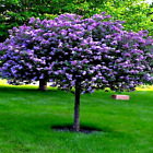 20 Common Lilac Purple Flower Tree Seeds Fragrant Hardy Perennial Garden Plant
