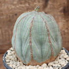 D2918 EUPHORBIA OBESA ARROW OLD pot12-H9-W9 cm MaMa Cactus