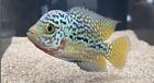 KAMFA Flowerhorn 3-4” Live Tropical Fish T11