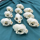 10 pcs Resin cat skull，animal skull，Home decorcollectible