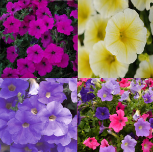 ~ WAVE 800 Seeds~ SKY BLUE- VIOLET- YELLOW & MIX * Trailing Petunia -Lot 2