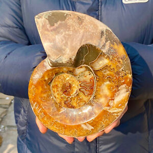 3.17LB Natural Fossil Snail Agate Fancy Cabochon Gemstones