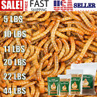Bulk Dried Mealworms for Wild Blue Birds Hen Chickens Reptile Treats Food Lot
