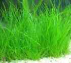 LOW TECH Aquarium Plant Dwarf Hairgrass Eleocharis Parvula BUY 2 GET 1 FREE