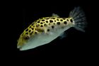 3 Pack SPOTTED Leopard PUFFER  Freshwater fish