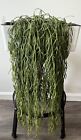 Hoya Linearis Single Fresh 12” Cutting, Rare Live Houseplant Plant
