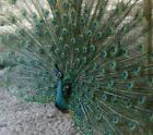 5 Java Spalding Peacock Hatching Eggs 20-422 --- Ready Now!
