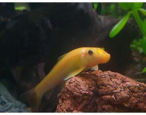 Gold Chinese Algae Eater Aquarium Fish