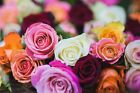 Mix Rose Seeds | Rosa , Perennial - 5 seeds, Rare - Free Shipping - USA Seller
