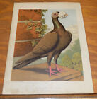1876 Antique COLOR Pigeon Print///DUN CARRIER COCK (Walnut-Shaped Wattle)