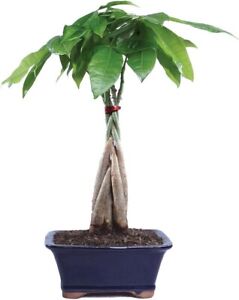 Bonsai Money Tree, Pachira, Good Luck tree, LIVE evergreen houseplant in 4