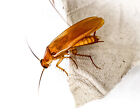 (1000 Mixed Sizes) Red Runner Roaches / Turkestan Lateralis / Live Feeder Insect