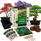 REALPETALED Bonsai Starter Kit – Japanese Tree with Green