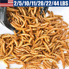 Bulk Dried Mealworms for Wild Blue Birds Hen Reptile Treats Non-GMO 11 44LBS LOT