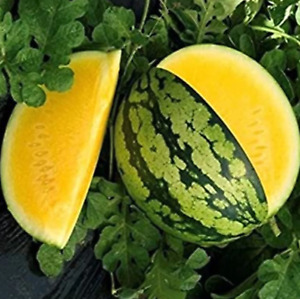 10+ Yellow Gem Watermelon Seeds - Non GMO - True Yellow - Very Sweet! ----- RARE