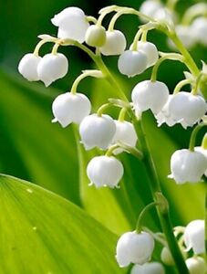 Lily of the Valley 12+ pips, White, FRAGRANT, Hardy Perennial, Ground Cover