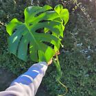 Large Monstera Deliciosa Rooted Cutting, Tropical Live Plant, Swiss Cheese Plant