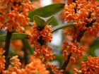 Orange Flowering Fragrant Tea Olive (osmanthus) - Live Plant - ( 1 QT )