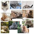New ListingKitty Cat Picture Note Cards Set of 20 + Envelopes Assorted Notecards 5 Designs