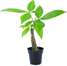Altman Plants, Live Money Tree Plant, Pachira Aquatica Money Tree, Feng Shui Mon
