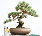 Imported Japanese White Pine Bonsai
