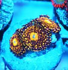 New ListingGrim Reaper Paly Zoanthids Paly Zoa SPS LPS Corals, WYSIWYG