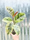 #63 Rare Ficus Shivereana Moonshine Aroid 4” Pot  Plant Monstera Houseplant
