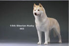 Cute Siberian Husky Dog 1/6 Resin Model Animal Figure Display Decor Art Toys