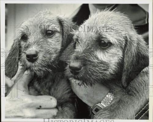 1982 Press Photo Dogs named 