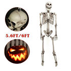 Halloween Human Skeleton 5.6ft/6ft Poseable Full Life Size Party Decor Props