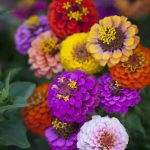 Zinnia DWARF BUTTON BOX Heirloom Container Dainty 6 Colors Non-GMO 200 Seeds