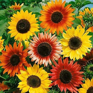 sunflower, AUTUMN BEAUTY MIX, 55 seeds! GroCo USA - BUY ANY 10 - SHIPS FREE