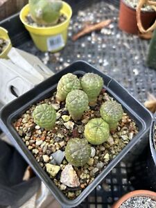 Euphorbia obesa 7 Seedlings (possible Hybrids)